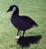 resting goose