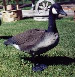 goose - 3300 Bytes